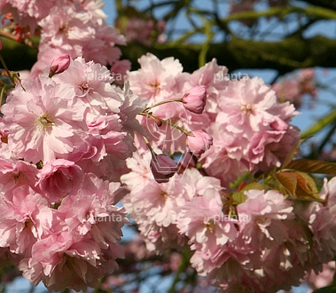 Prunus serrulata 'Kanzan'