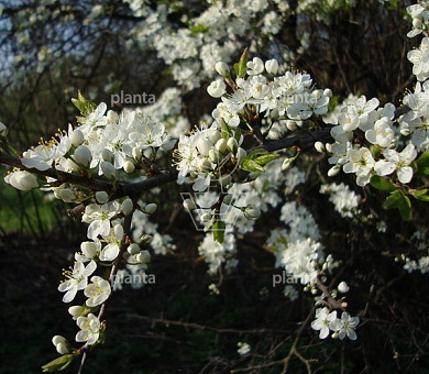 Prunus spinosa
