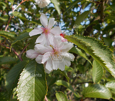 Prunus subh. 'Autumnalis'