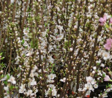 Prunus tomentosa