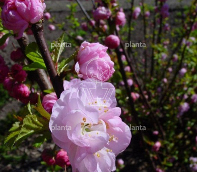 Prunus triloba