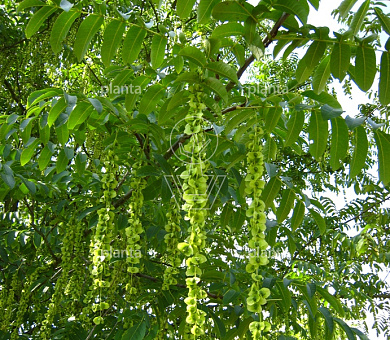 Pterocarya fraxinifolia