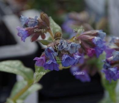 Pulmonaria 'Trevi Fountain'