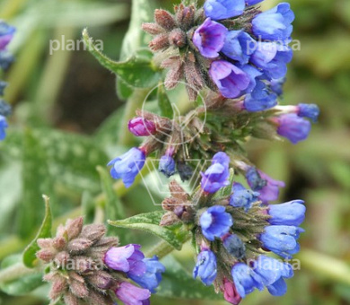 Pulmonaria longifolia 'E.B. Anderson'