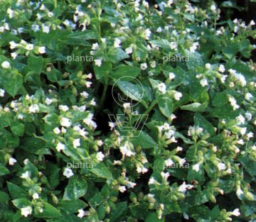 Pulmonaria officinalis 'Sissinghurst White