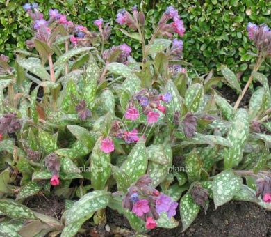 Pulmonaria saccharata 'Mrs Moon'