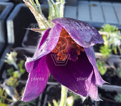 Pulsatilla vulgaris