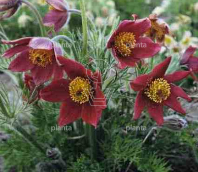 Pulsatilla vulgaris 'Rubra'