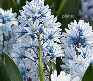 Puschkinia libanotica