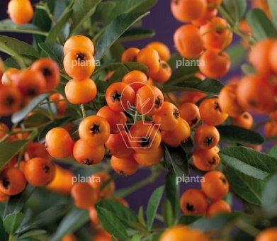 Pyracantha 'Golden Charmer'
