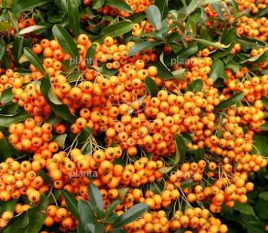 Pyracantha 'Orange Glow'