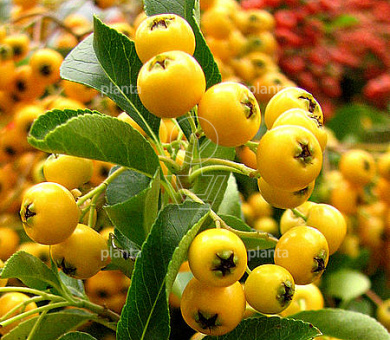Pyracantha 'Saphyr Orange'