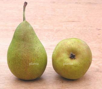 Pyrus communis 'Bonne Louise d'Avranches'