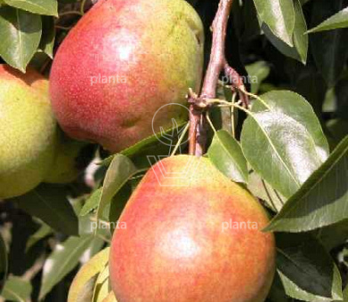 Pyrus communis 'Clapp's Favourite'