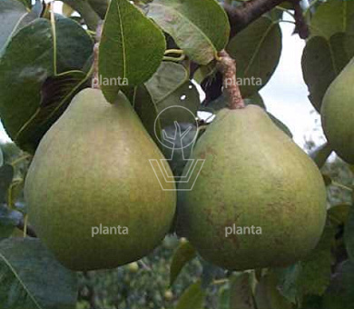 Pyrus communis 'Doyenné du Comice'
