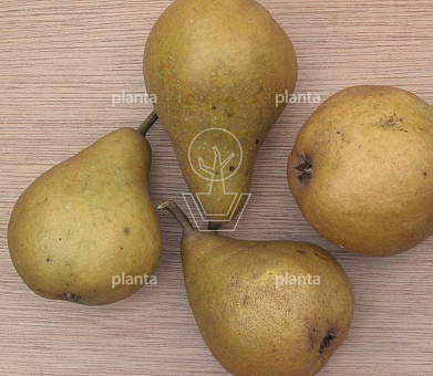 Pyrus communis 'Gieser Wildeman'