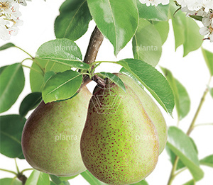 Pyrus communis 'Triomphe de Vienne'