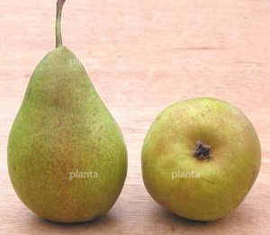 Pyrus communis 'Williams'