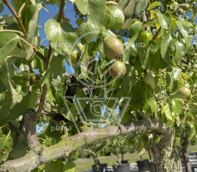 Pyrus communis 'Conference'