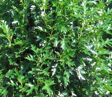 Quercus palustris 'Green Pillar'