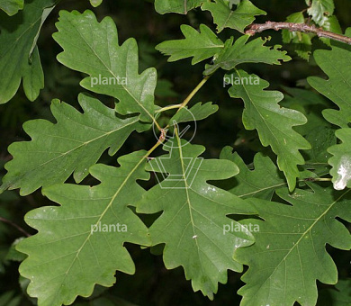 Quercus petraea