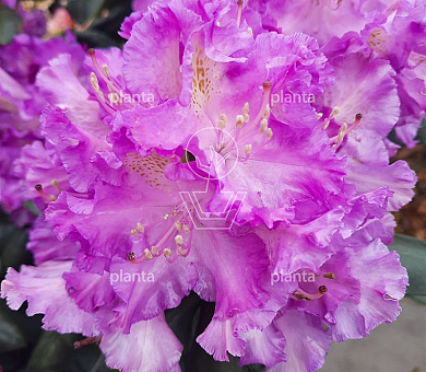 Rhododendron 'Everestianum'