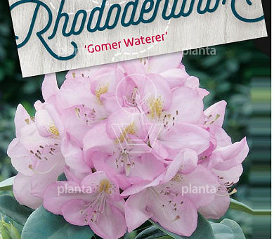 Rhododendron 'Gomer Waterer'