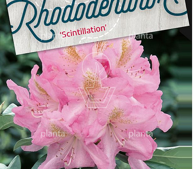 Rhododendron 'Scintillation'