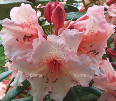 Rhododendron 'Virginia Richards'
