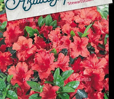 Rhododendron (AJ) 'Stewartstonian'