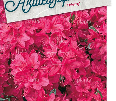 Rhododendron (AJ) 'Thierry'