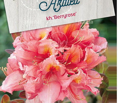 Rhododendron (AK) 'Berryrose'