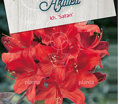 Rhododendron (AK) 'Satan'