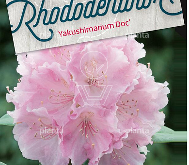 Rhododendron (Y) 'Doc'
