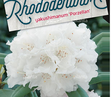Rhododendron (Y) 'Porzellan'