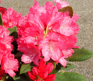 Rhododendron (Y) 'Sneezy'