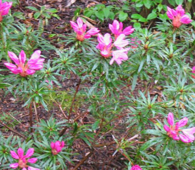 Rhododendron ponticum 'Graziella'