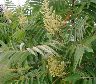 Rhus typhina