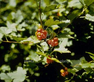 Ribes alpinum 'Schmidt'