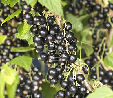 Ribes nigrum 'Titania'