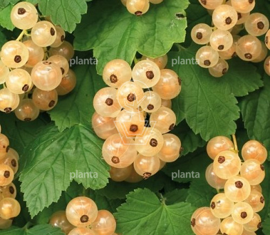 Ribes rubrum 'Witte Parel'