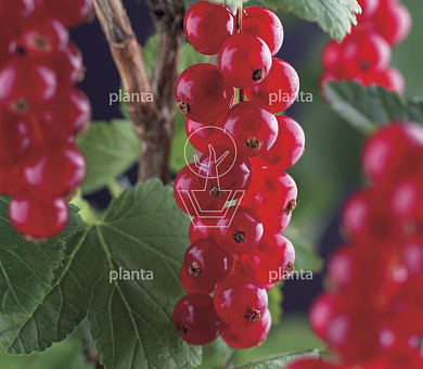 Ribes rubrum 'Jonkheer van Tets'