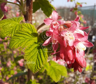 Ribes sanguineum 'King Edward VII'