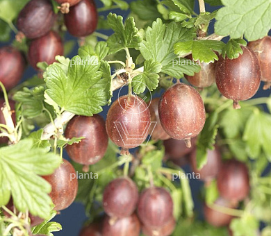 Ribes uva-crispa 'Hinnonmäki Röd'