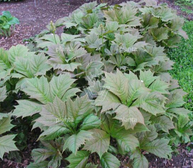 Rodgersia podophylla 'Braunlaub'