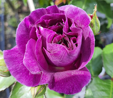 Rosa (F) 'Minerva'
