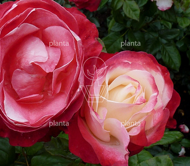 Rosa (F) 'Nostalgie'