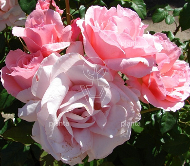 Rosa (F) 'Queen Elizabeth'