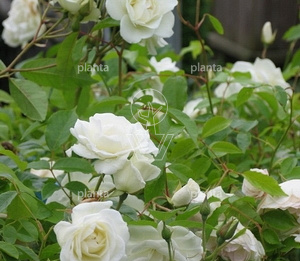 Rosa (F) 'Schneewittchen'
