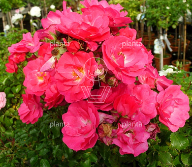Rosa (H) 'Heidetraum'